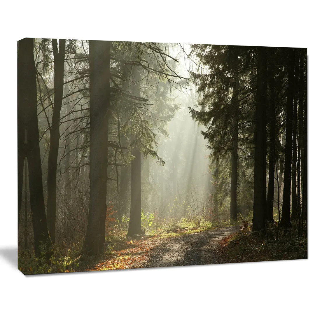 Dark Green Forest with Sun Rays - Photograph Print on Canvas Design Art Size: 30" H x 40" W x 1" D