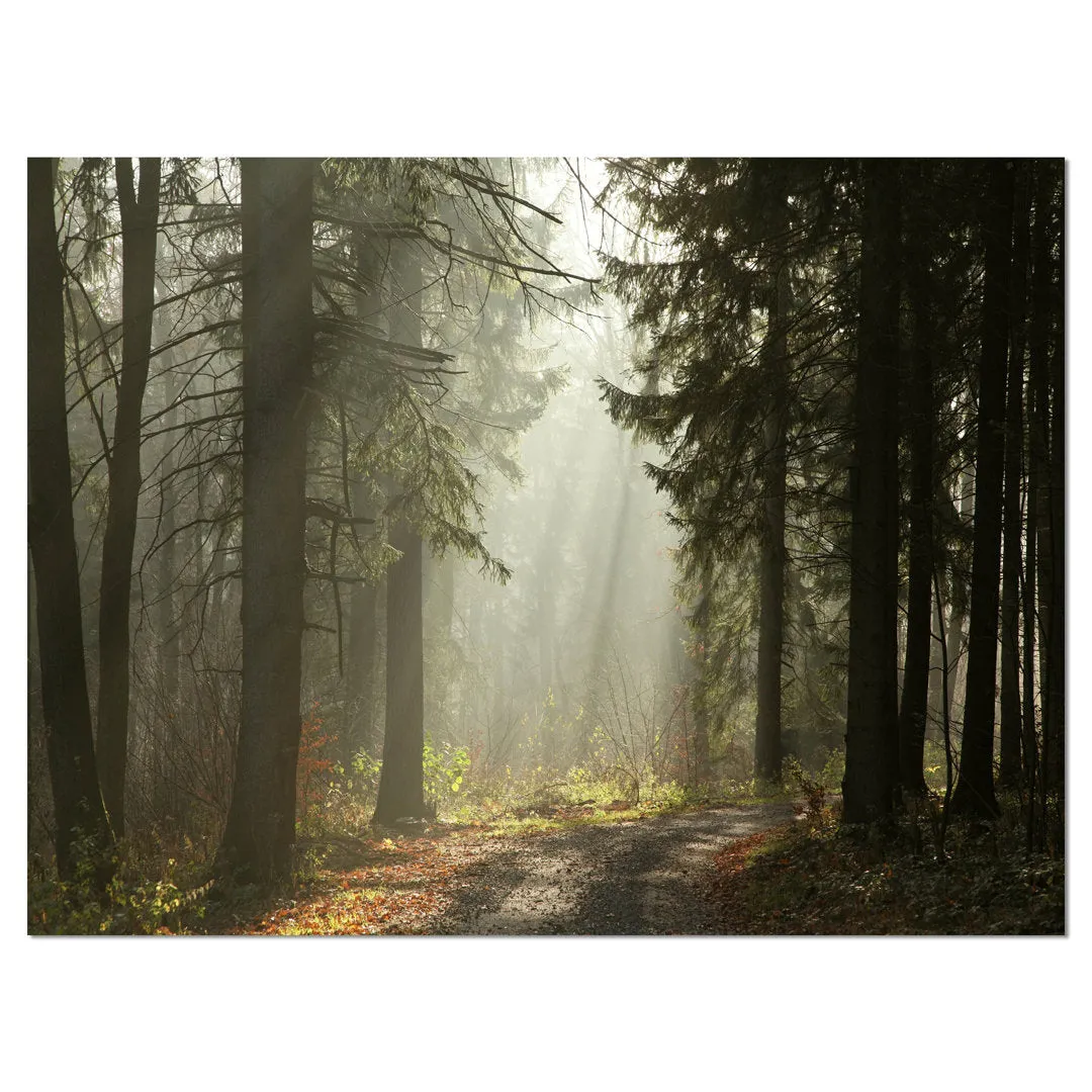 Dark Green Forest with Sun Rays - Photograph Print on Canvas Design Art Size: 30" H x 40" W x 1" D