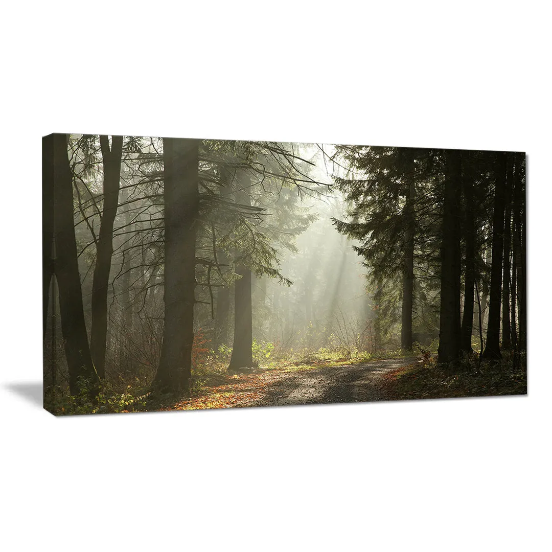 Dark Green Forest with Sun Rays - Photograph Print on Canvas Design Art Size: 30" H x 40" W x 1" D