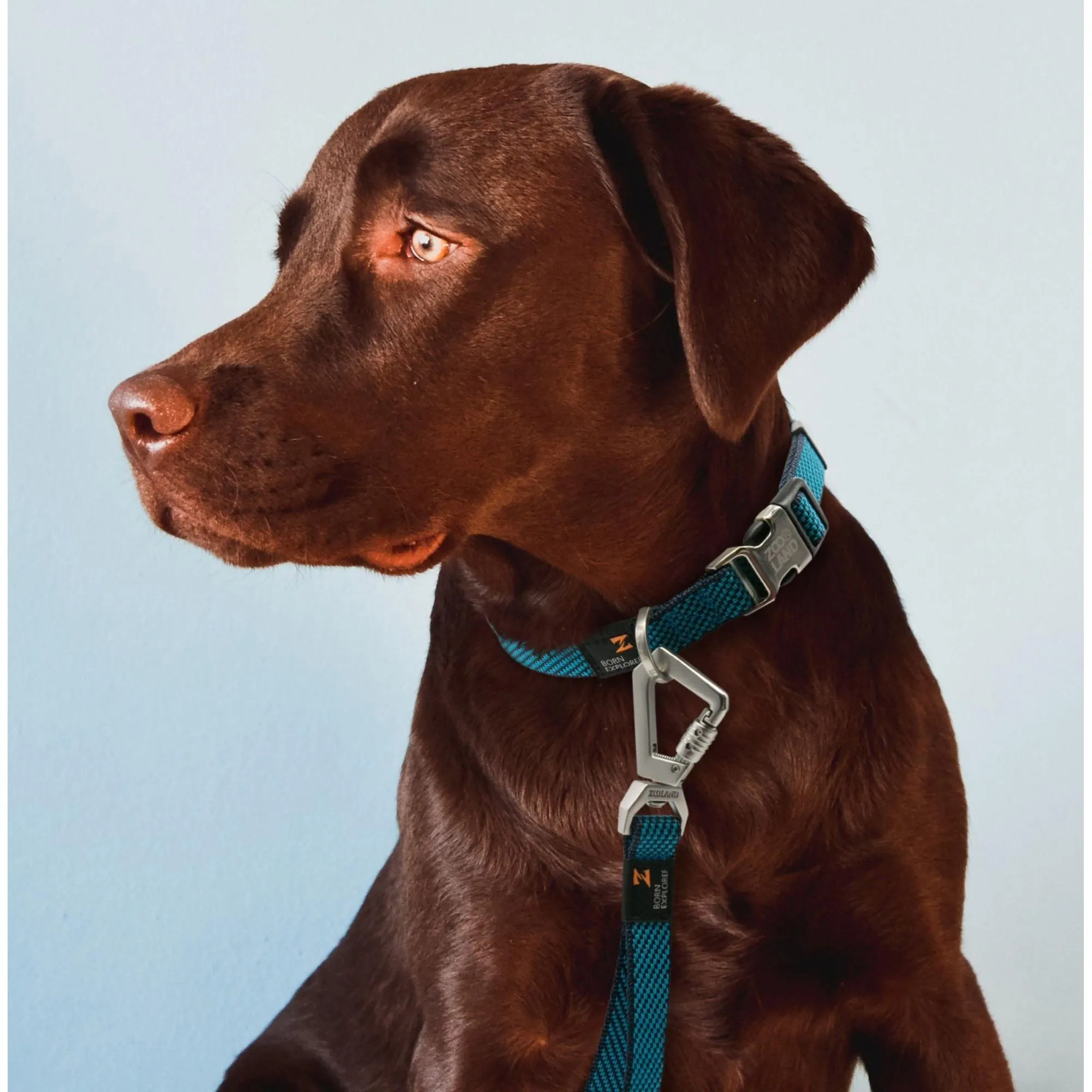 Durable Adjustable Leash Collar Straps