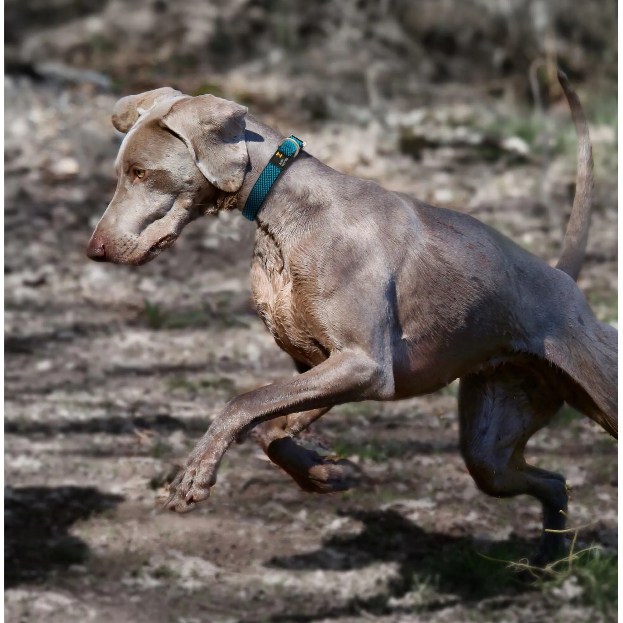Durable Adjustable Leash Collar Straps