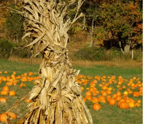 Hay Bales and Corn Stalks