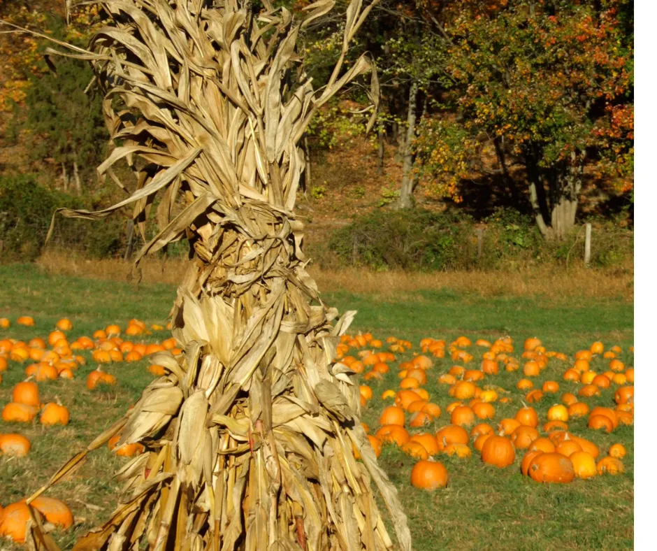 Hay Bales and Corn Stalks