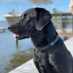 Pet Collar