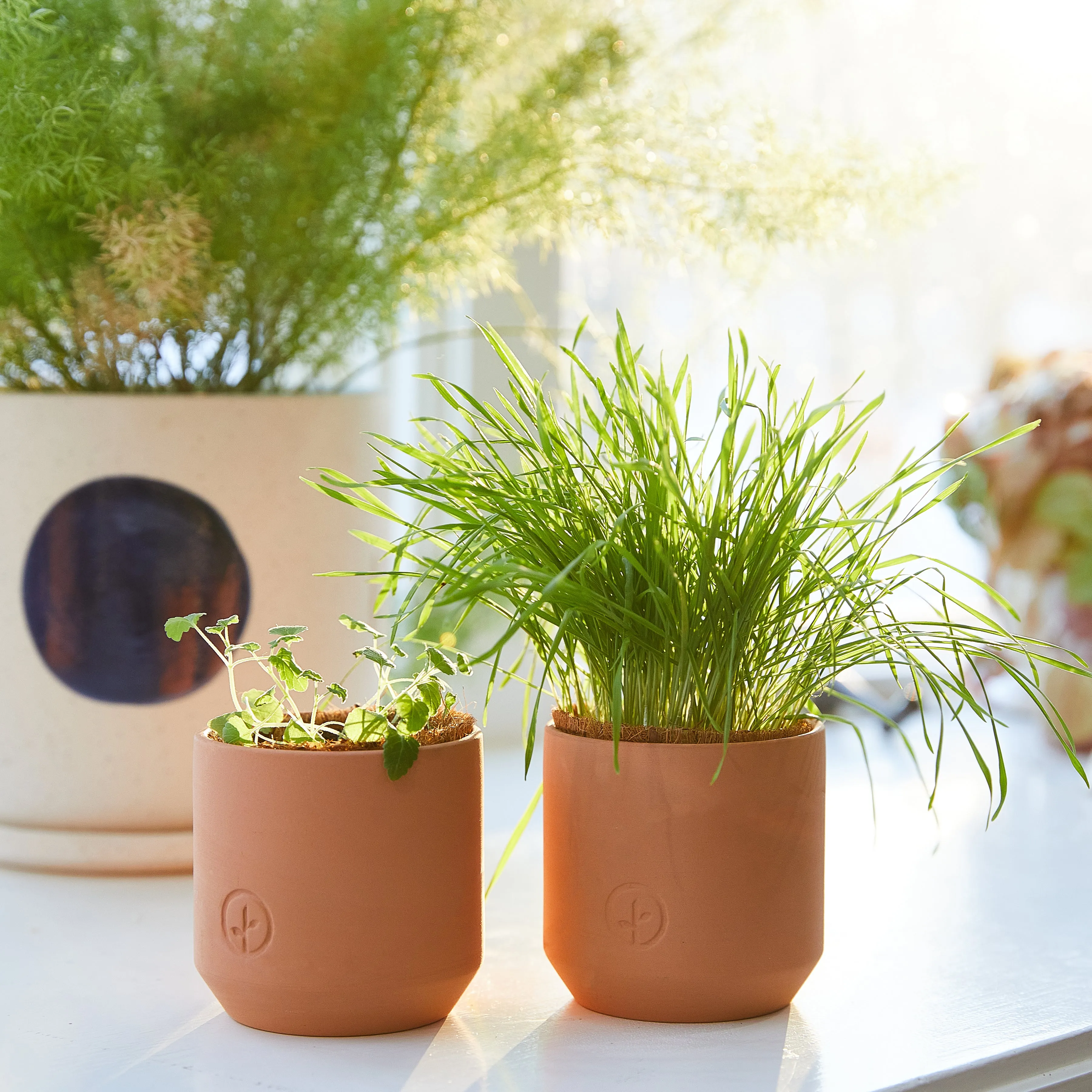 Pet Tiny Terracotta Grow Kits