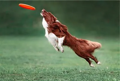 PetSport Tuff Disk Dog Toy