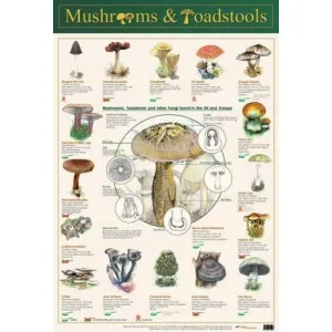 Poster 60cm x 40cm - Mushroom & Toadstools
